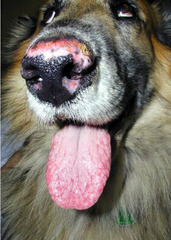 <p>A dog is shy or painful when touching the bridge of the nose and it looks like this. What is this presentation? What are you thinking?</p>