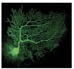 <p>Purkinje Neuron : Function : Coordinates movement and balance by transmitting impulses in the cerebellum.</p>