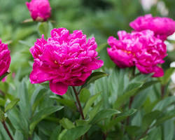 <p>Peony</p>