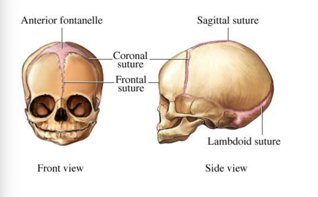 <p>anterior fontanel of the fetal skull</p>