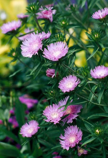 <p>aster</p>