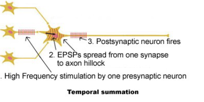 <p>One neuron fires many times</p>