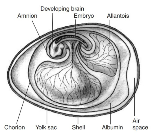 <ol><li><p>Leathery shell</p></li><li><p>Chorion (assists in gas exchange)</p></li><li><p>Amnion (protective environment)</p></li><li><p>Yolk sac (early circulatory system)</p></li><li><p>Allantois (respiratory structure)</p></li></ol><p></p>
