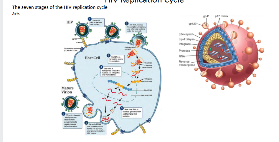 <p>The seven stages of the HIV replication cycle are:</p><p>1. Binding</p><p>2. Fusion</p><p>3. reverse transcription</p><p>4. Integration</p><p>5. Replication</p><p>6. Assembly</p><p>7. Building</p><p>.</p><p>- HIV targets CD4 (targets cells that express CD4). These ar the main cells that orchestrate immunity</p><p>- we call it a retrovirus becuase it overturned the dogma of biology, because these viruses have RNA genome but they make DNA which makes RNA again and then proteins</p>