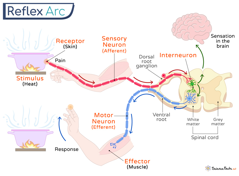 <p>link between CNS and PNS, integrating center for spinal reflexes (withdrawl reflex)</p>