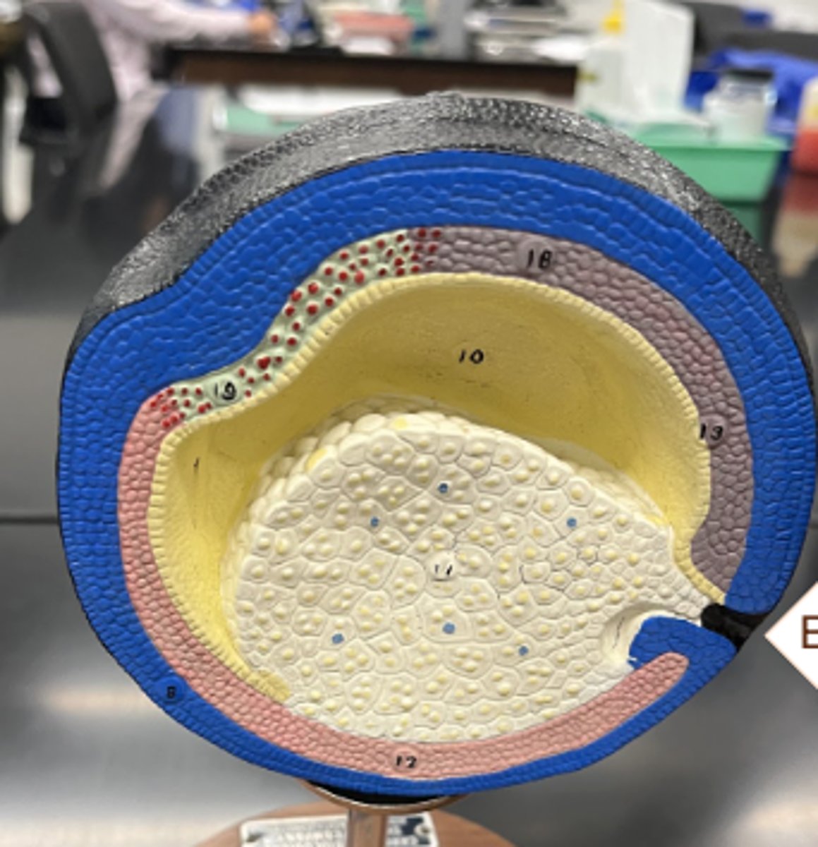 <p>• neural crest and neural groove are forming at top of embryo</p><p>• blastopore is nearly free of yolk</p>