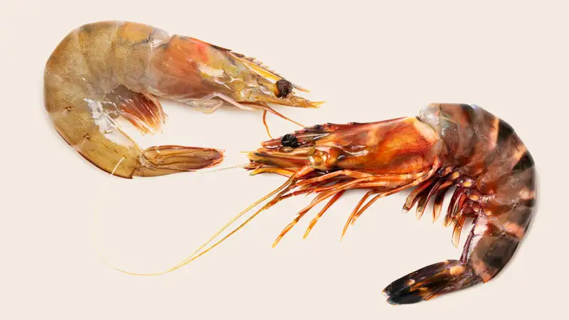 <p>shrimp/ prawn</p>