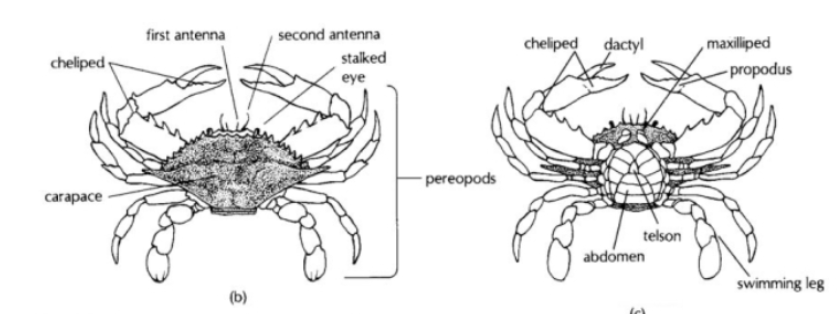 <p><strong><u>Crab</u></strong>: shortened body, no uropods, pleopods modified for reproduction, enlarged cheliped</p><p><strong><u>Shrimp:</u></strong> elongated body, uropods, pleopods (swimming, respiration, reproduction), reduced cheliped</p><p></p>