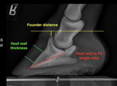 <p>calculation: hoof-wall thickness divided by the length of P3</p>