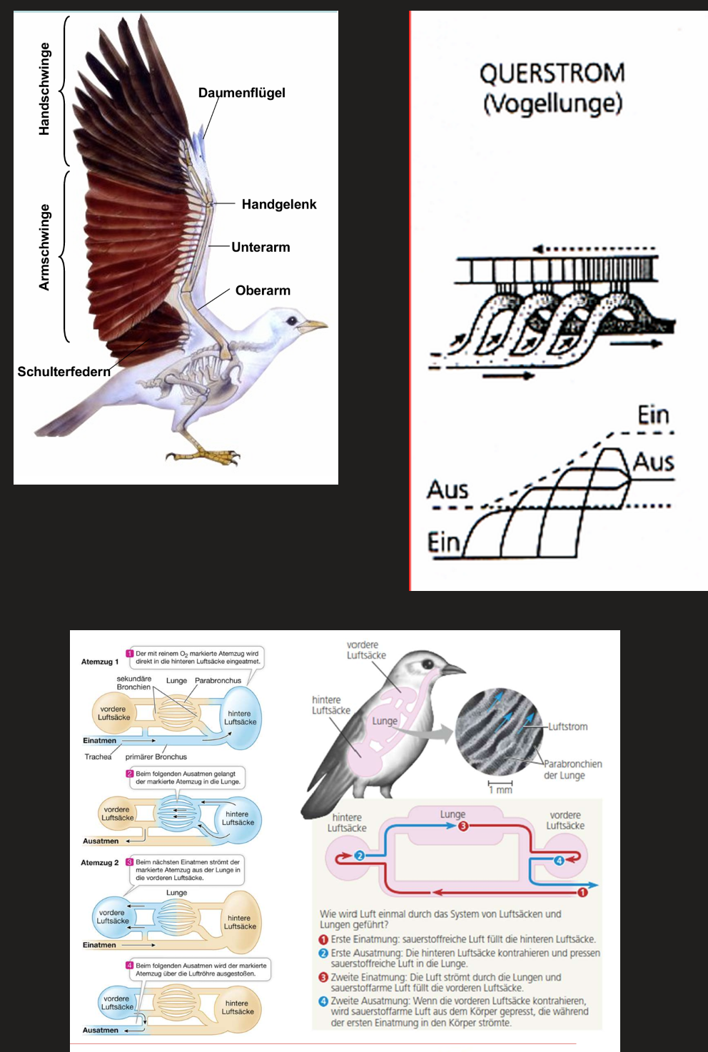 <p>G<strong>ut ausgebildete Schwungfedern</strong> an Handschwinge und Armschwinge</p><ul><li><p>Evolutiv entstanden zuerst Daunenfedern -> später komplexere Konturfedern und Schwungfedern</p></li><li><p>Federäste verzweigen sich weiter in Hakenstrahlen und Bogenstrahlen, welche durch feine Häkchen miteinander verzahnt sind</p></li></ul><p><strong>Flugmuskulatur</strong></p><ul><li><p>Musculus pectoralis major entspringt am crista sterni -> zieht Flügel abwärts</p></li><li><p>Musculus supracoracoideus entspringt am Basalteil der crista sterni, an der Coracoide und der Furcula -> hebt Flügel</p></li></ul><p><strong>Lunge:</strong> Möglichkeit des Querstroms in nur eine Richtung durch dünne Luftkanäle (Parabronchien), Kreuzstromprinzip (Blut in Gegenrichtung zum Luftstrom)</p><p><strong>Pneumatisierte</strong> Knochen (mit luftgefüllten Hohlräumen)</p><p></p>
