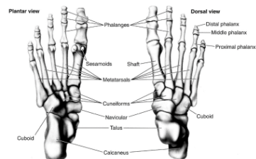 <ul><li><p><span style="background-color: transparent;">metatarsals&nbsp;</span></p></li><li><p><span style="background-color: transparent;">&nbsp;phalanges</span></p></li></ul><p></p>