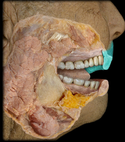 <p>Upper lip</p>