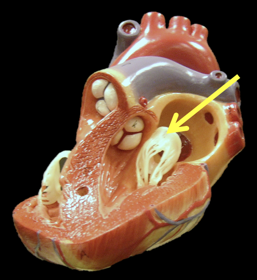 <p>Identify the structure</p>