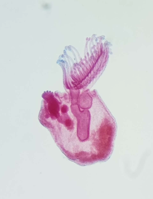 <p><strong>FILO</strong><br><strong>CLASE</strong><br><strong>GÉNERO</strong><br><strong>CARACTERÍSTICAS</strong><br><strong>HABITAT</strong></p>