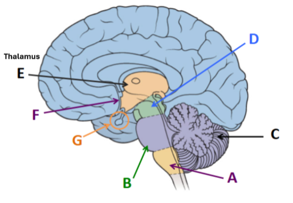 <p><span style="background-color: transparent;">Paired structures to either side of the third ventricle (at the top of the brainstem) that direct the flow of sensory information to and from the cortex.</span></p>