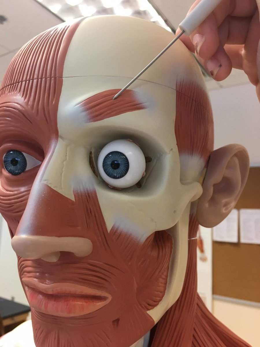 <p>action: draws eyebrow medially &amp; downward</p><p>*innervated by CN VII (Facial n.)</p>