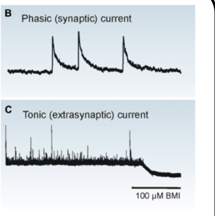 <p>phasic and tonic inhibition</p>