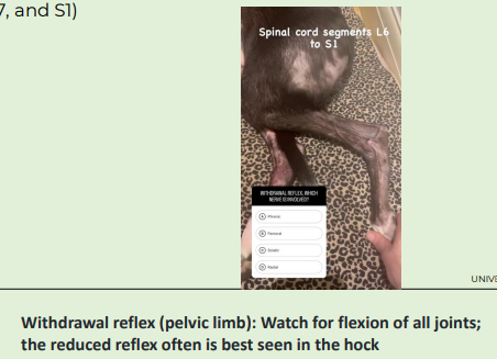 <p><strong>Withdrawal or flexor reflex:</strong> limb flexes to withdraw from a noxious stimulus</p><p></p><p>Test for primarily for the<strong> sciatic nerve</strong> and its spinal cord segments (L6, L7, and S1)</p><p></p><p>Elicited by applying a noxious stimulus to the distal part of the limb</p><p></p><p>Observe withdrawal ( flexion) of the entire limb</p><p></p><p>Initiated by free nerve endings- axons enter dorsolateral fasciculusbifurcate</p><p></p><p>Collateral branches enter gray matter to synapse on interneurons and projection neurons (other limbs will extend to compensate if standing</p>