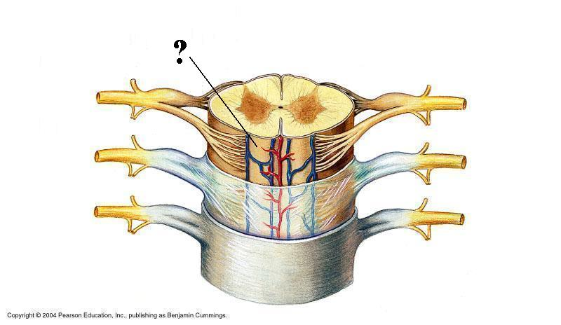 <p>Identify the indicated layer of the meninges</p>
