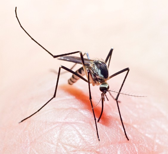 <p>What mosquito is this, and how do you know?</p>