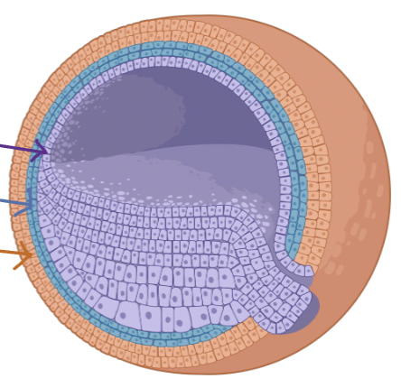 <p>3.1 Q’s: Which of the following is not a layer of the gastrula : Hypoderm, Endoderm, Mesoderm, Ectoderm</p>