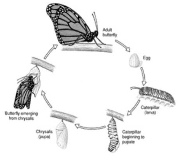 <p>what life cycle is this?</p>