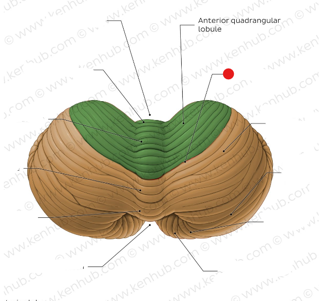 <p>Identify the structure pinned</p>