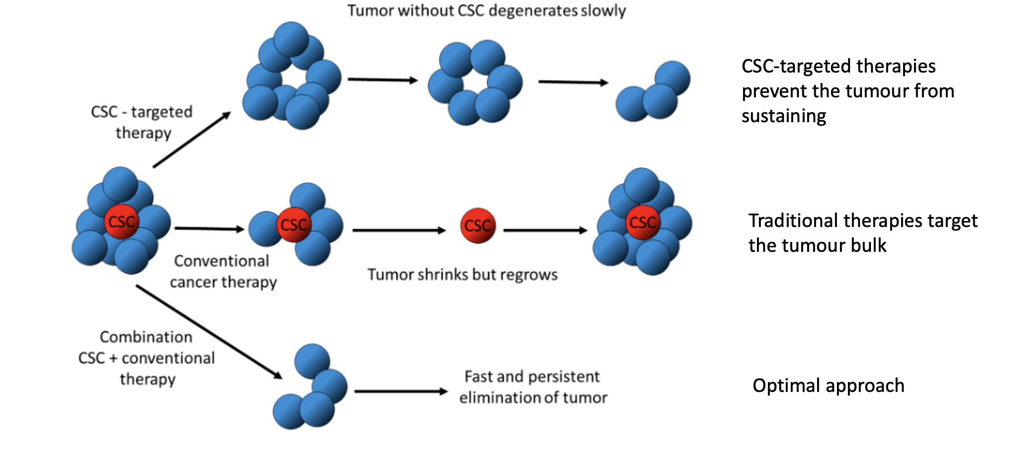 <ul><li><p><strong>CSC-targeted therapy removes tumour-initiating cells</strong></p></li><li><p>Tumour <strong>cannot sustain itself</strong></p></li><li><p>Leads to <strong>gradual tumour degeneration</strong></p></li><li><p>Prevents long-term regrowth</p></li></ul><p></p>