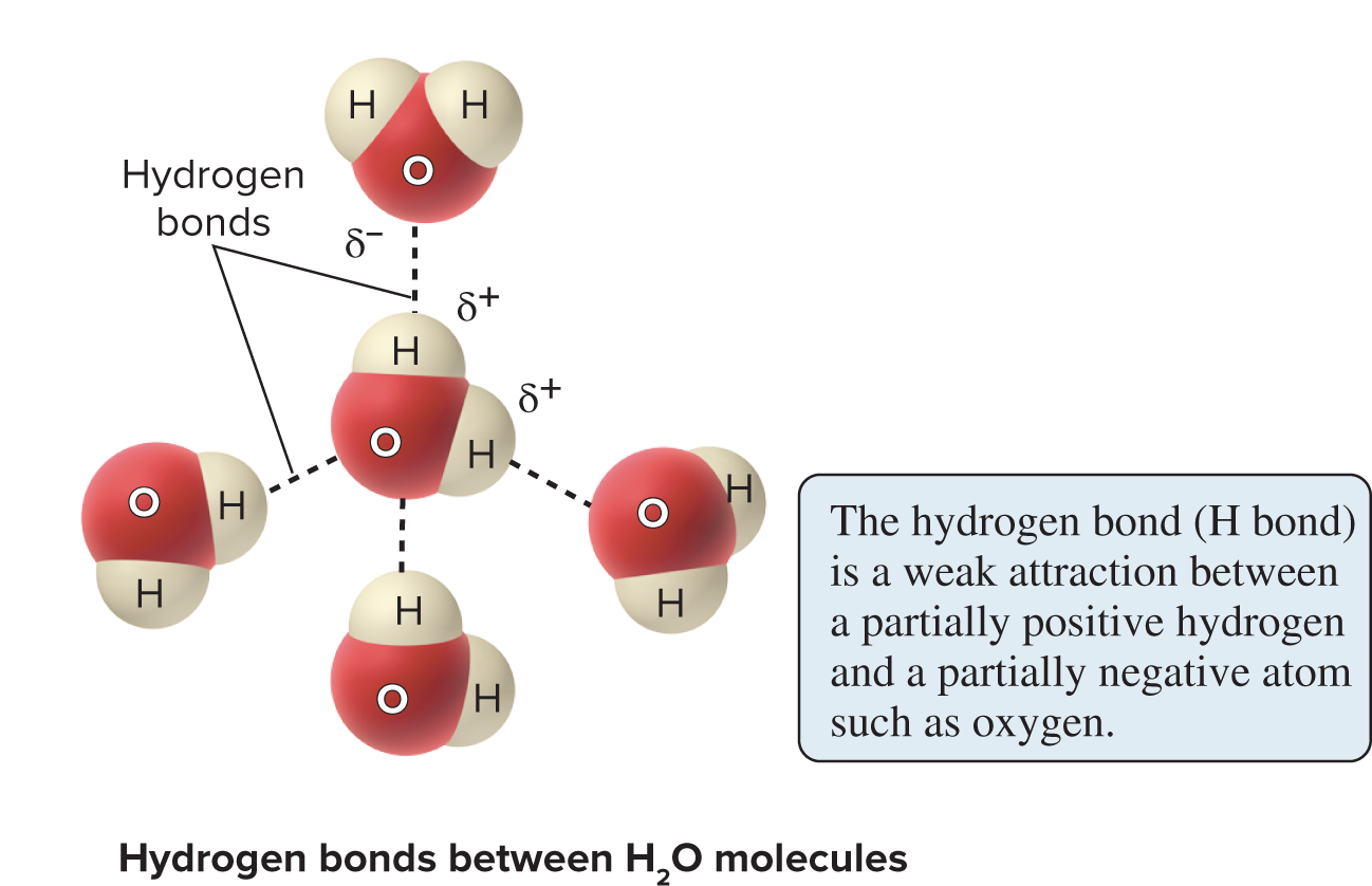 <p>ability of one molecule to lossely associate with another molecule through a weak interaction. </p><ul><li><p>form when a hydrogen atom in on epolar molecule becomes electrically attracted to an electronegative atom in another polar molecule. </p></li></ul><p></p>