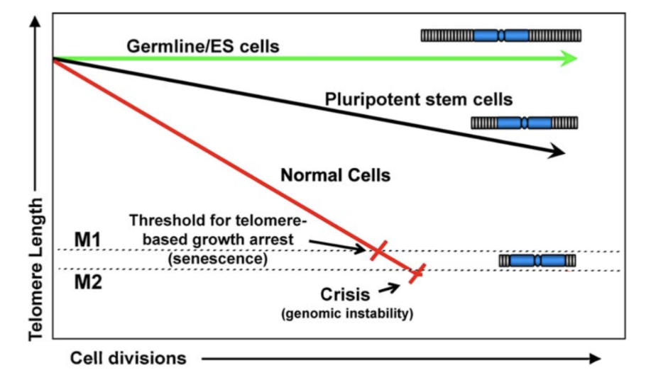 <p>Mortality phase 1 (M1) is senescence, enforced by p53 and Rb.</p><ul><li><p>In M1, few cells reach critically short telomere length and enter G1 permanent arrest</p></li></ul><p>Motality phase 2 (M2) is crisis, occurs when senescence is bypassed</p><ul><li><p>many telomeres are critically short, autophagy activates cell feath</p></li></ul><p>Deficient autophagy proteins can lead to M3 mortality phase, even high cell numbers accumulate</p>