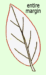 <p><mark data-color="#ffffff" style="background-color: rgb(255, 255, 255); color: inherit;">a leaf edge that is completely smooth, even, and continuous</mark></p>