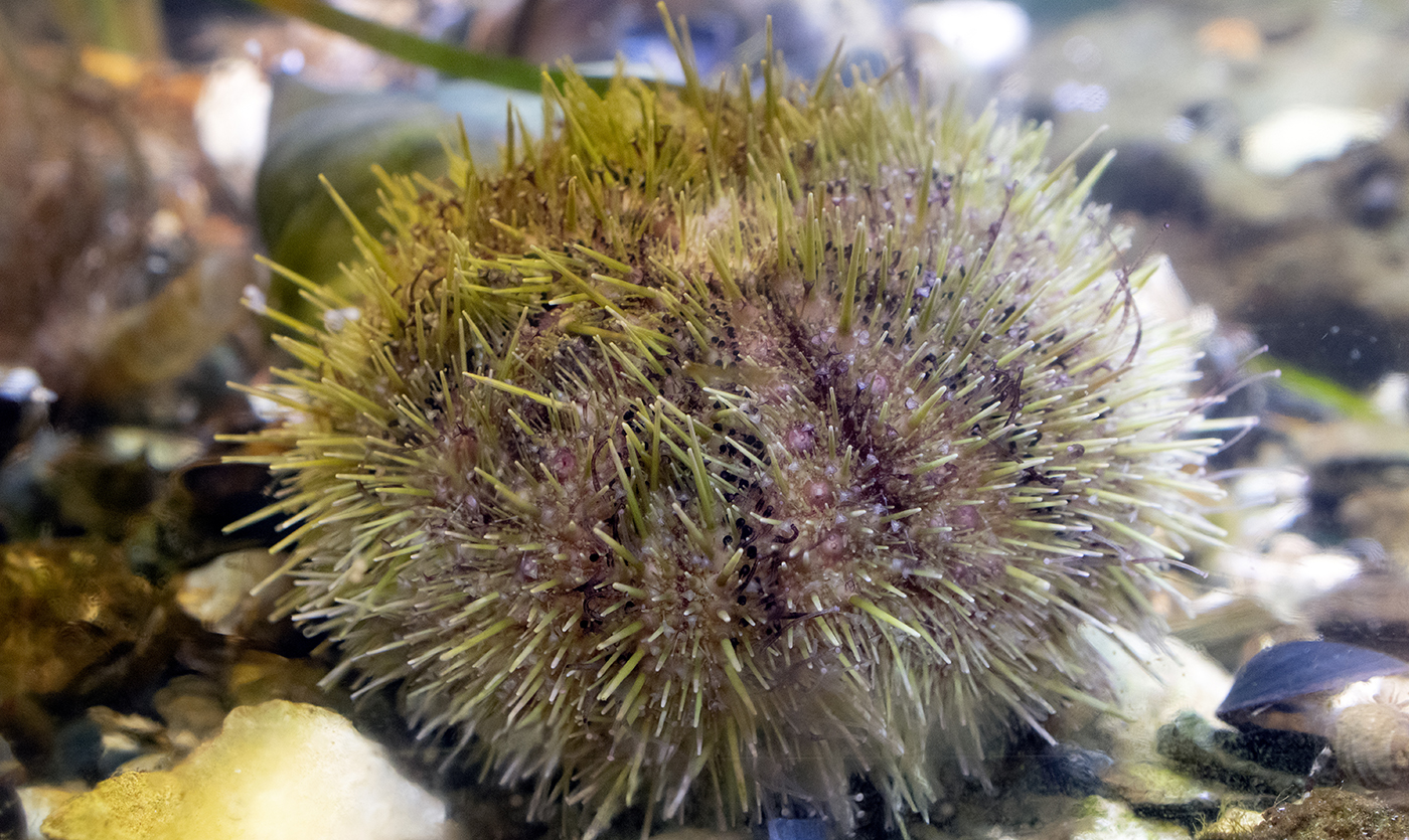 <p>Green Sea Urchin</p>