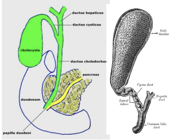 <ul><li><p style="text-align: justify;"><span style="background-color: transparent;"><em>Cholecysta</em></span></p></li><li><p style="text-align: justify;"><span style="background-color: transparent;">Máj alsó felszínén, jobb bordaívnél</span></p></li><li><p style="text-align: justify;"><span style="background-color: transparent;">Körte alakú tömlő</span></p></li><li><p style="text-align: justify;"><span style="background-color: transparent;">Máj által termelt májepe itt sűrűsödik be → barnászöld hólyagepévé válik → <strong>0,75 l/nap</strong></span></p></li><li><p style="text-align: justify;"><span><strong>Emésztési szünetben</strong></span><span style="background-color: transparent;"> az epe az epehólyagban tárolódik</span></p></li><li><p style="text-align: justify;"><span><strong>Emésztéskor</strong></span><span style="background-color: transparent;"> az epehólyag összehúzódik és az epe a közös epevezetéken át a patkóbélbe ömlik →</span></p></li><li><p style="text-align: justify;"><span style="background-color: transparent;">Különböző tápanyagok </span><span>epehólyagösszehúzódást</span><span style="background-color: transparent;"> váltanak ki (keserű csokoládé, rántotta)</span></p></li><li><p style="text-align: justify;"><span><strong>Epekőképződés</strong></span><span style="background-color: transparent;">: ha az epehólyagban az epe besűrűsödik</span></p></li></ul><p></p>