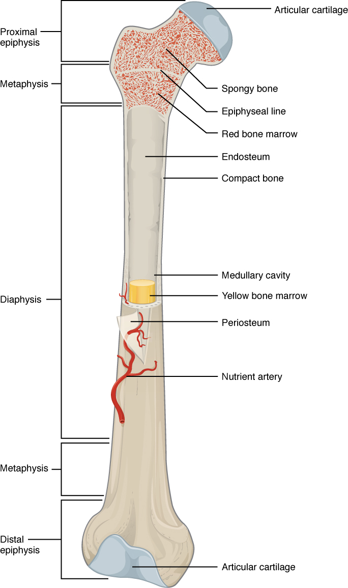 <p>the tip of the long bone, primary source of red marrow in long bones, responsible for articulation</p>