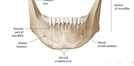 <p>triangular projection on the anterior part of the mandible located at the midline </p>