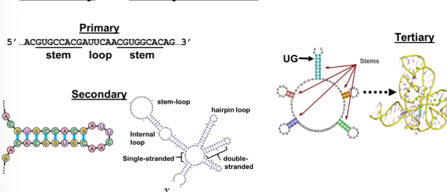 <p>RNA moelcules form complex structures</p><p>Styructures come from the internal base pairing within an RNA</p>