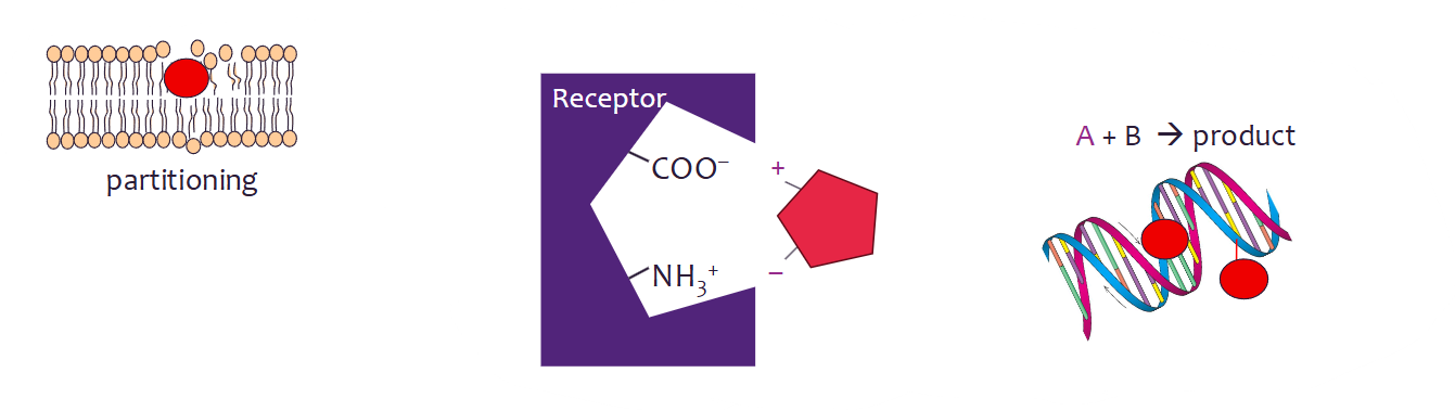 <p><span>The modes of toxic action are based on the 3 types of primary interactions between environmental pollutants and biomolecules: </span></p><ul><li><p>Non-specific </p><ul><li><p>(sometimes called baseline toxicity or narcosis)</p></li><li><p>chemicals partition through cell membranes </p></li><li><p>is there is a high conc on the outside v low conc on the inside, diffusion is rapid</p></li></ul></li><li><p>Specific </p><ul><li><p>receptors looking for a particular shape to trigger a response</p></li></ul></li><li><p>Chemical reactions </p><ul><li><p>forming covalent bonds </p></li></ul></li></ul><p></p>