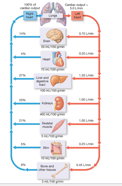 <p>Distribution of blood during rest</p>