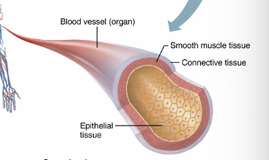 <p>Organs are made up of different types of tissues</p>