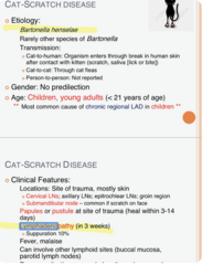 <p>bartonella</p>