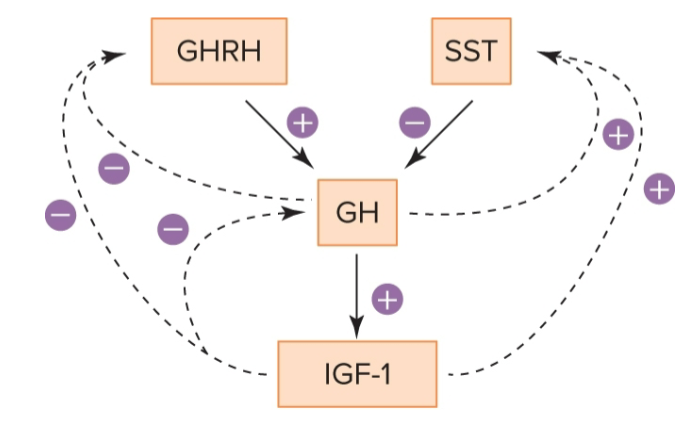 <p>What other hormones must be present for proper growth </p>