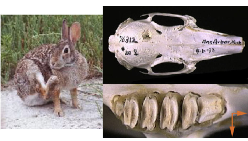 <p>What order, family, genus, and species?</p>