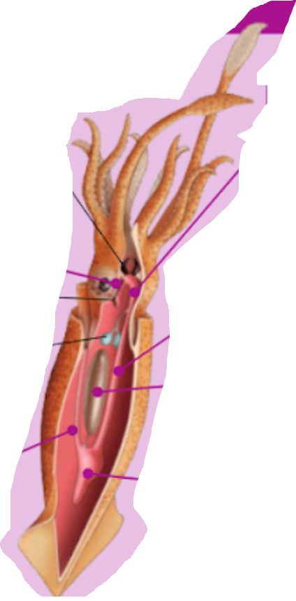 <p>Quin animal és? I digues els òrgans i processos digestius d’ell.</p>