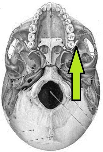 knowt flashcard image