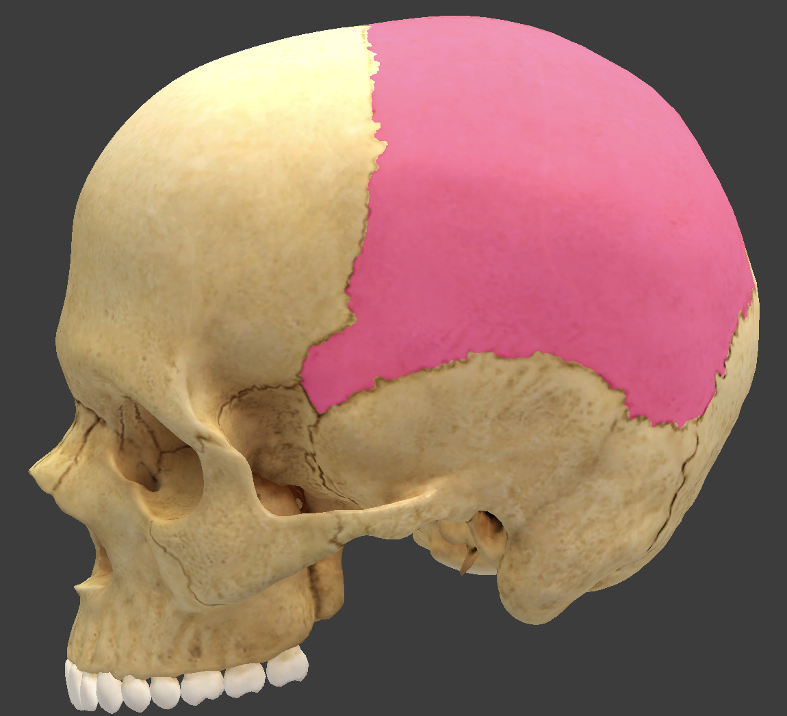 <p>bone/structure highlighted </p>