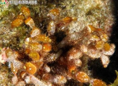 <p>Red algae (Rhodophyta) Jelly weed</p>