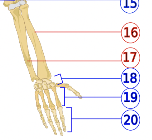 <p>18</p>