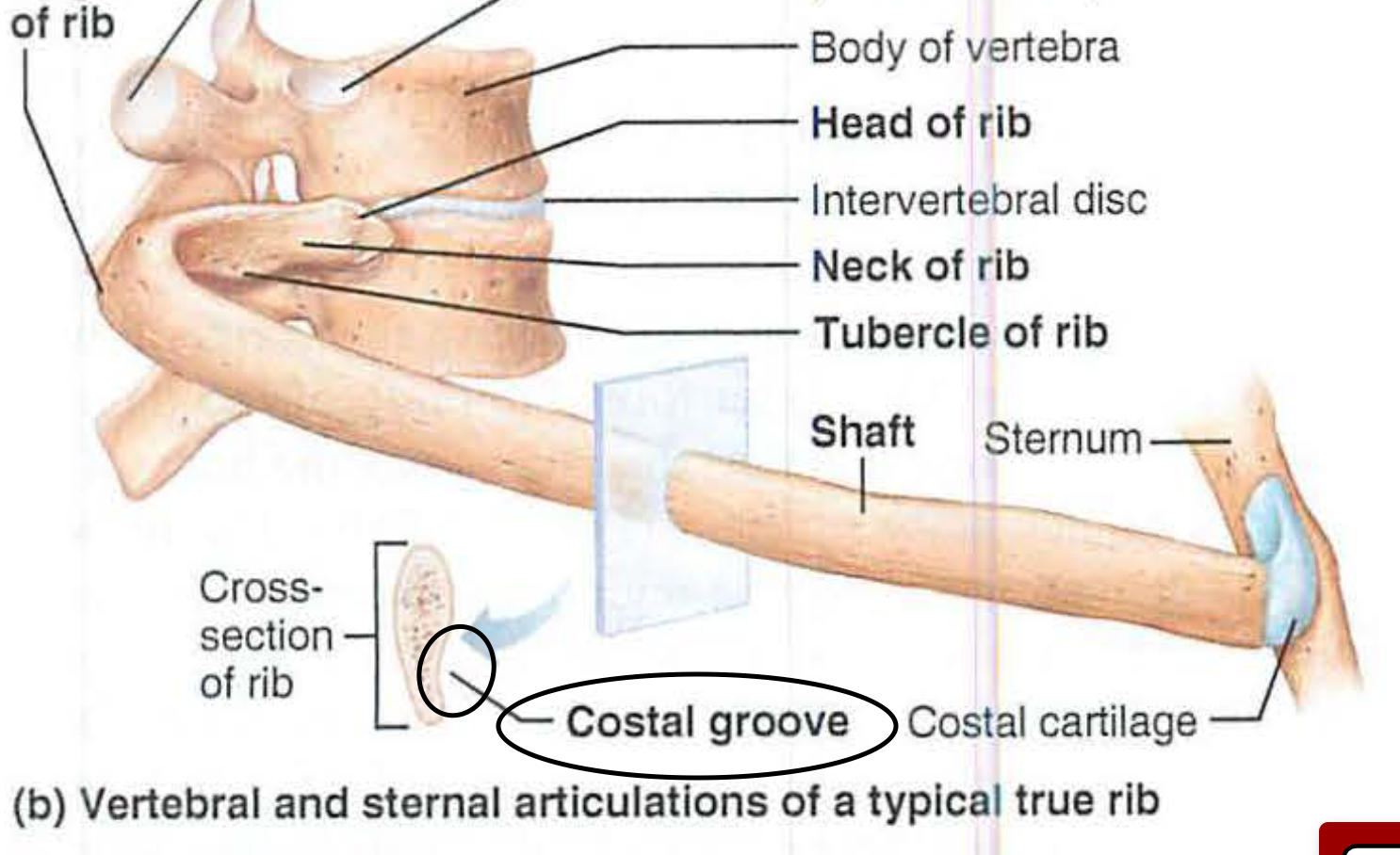 <p>e. groove</p>
