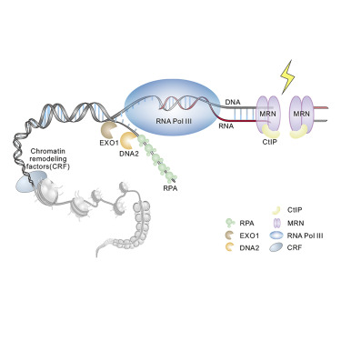<ul><li><p>prokaryotic DNA polymerase</p><ul><li><p>responsible for <strong>most of replication process </strong></p></li></ul></li></ul><p></p>