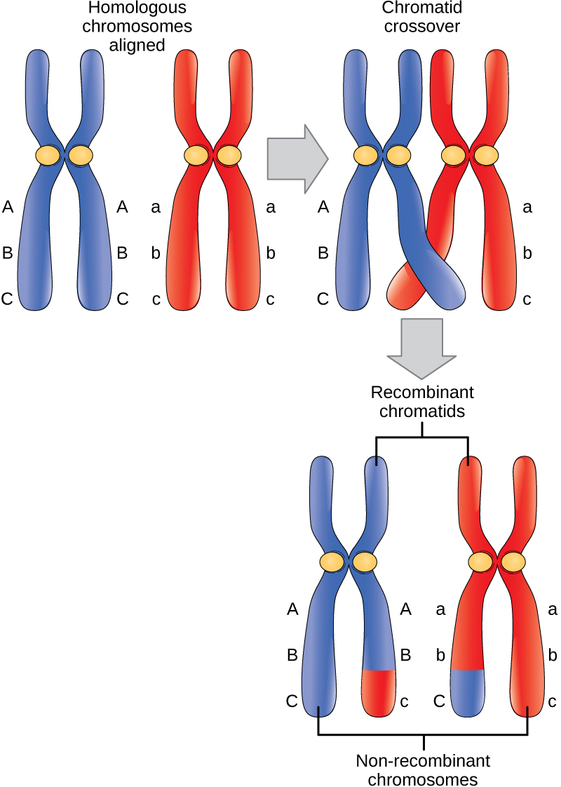 <p>crossover — double strand break</p><p>recombinants formed — DSB repaired but causes crossover/recombination</p><p>**could have DSB + repair across sister chromatids BUT not observed since same alleles</p>